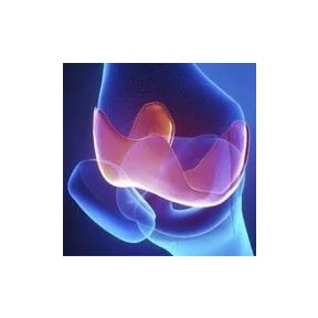 Csontok, ízületek és porcok védelme